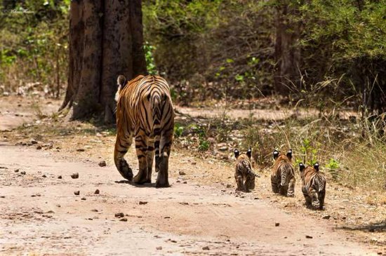 corbett-national-park-travel-guide