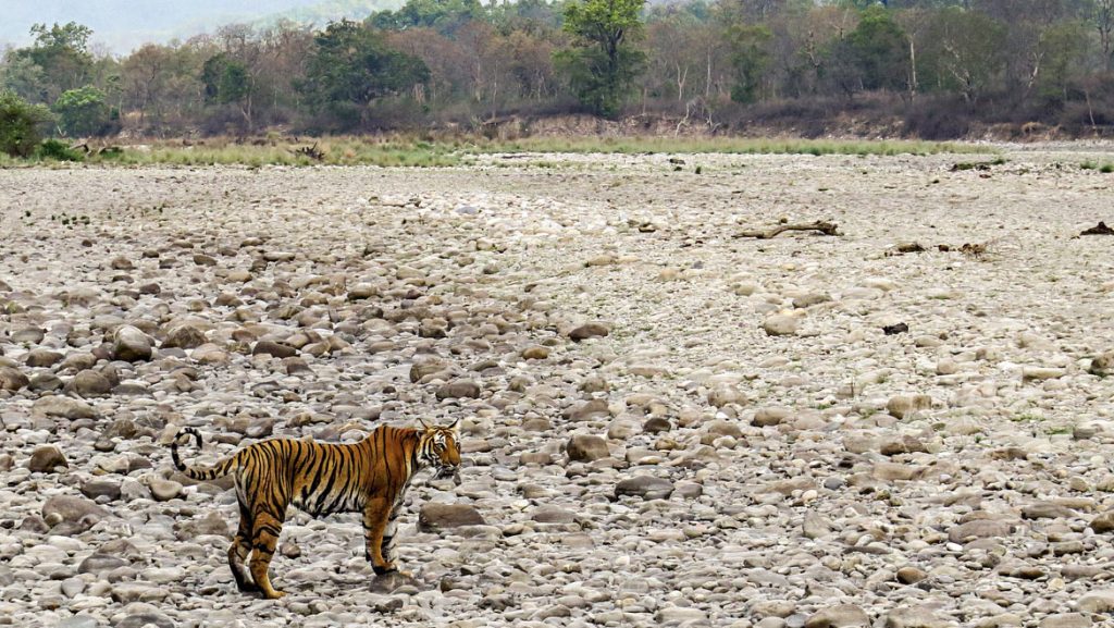 nainital-corbett-tour-packages