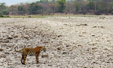 nainital-corbett-tour-packages