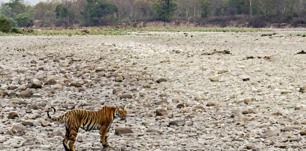 nainital-corbett-tour-packages