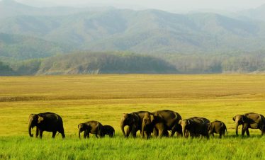 corbett-national-parks-in-uttarakhand