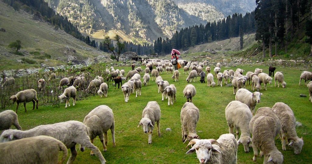 gwaldam-travel-guide-uttarakhand