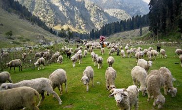 gwaldam-travel-guide-uttarakhand