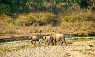 rajaji-national-park