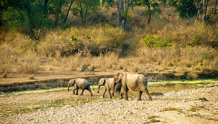 rajaji-national-park