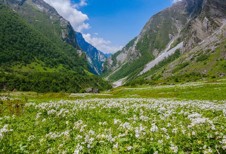 valley-of-flower-national-park