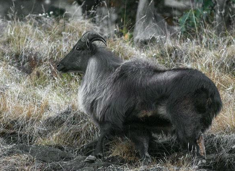 kedarnath-wildlife-sanctuary-uttarakhand