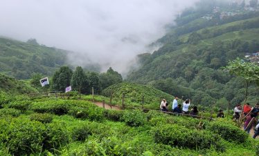 darjeeling-tea-gardens