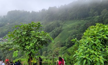 darjeeling-tea-gardens