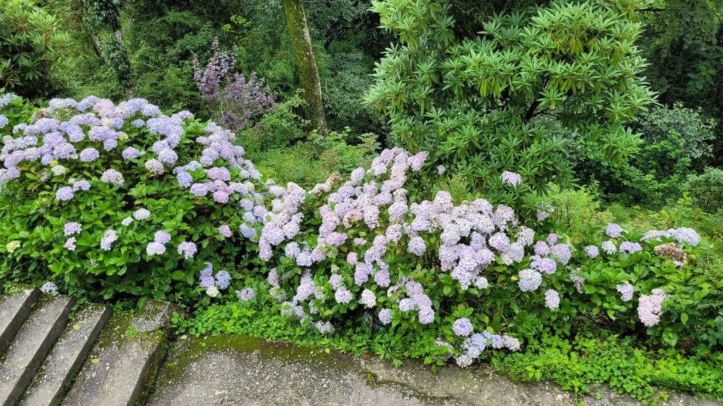 peace-pagoda-darjeeling