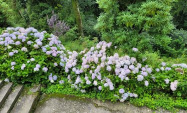 peace-pagoda-darjeeling