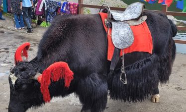 yak-riding-tsogmo-lake-sikkim