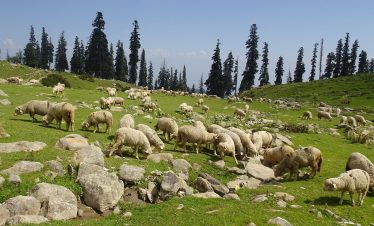 kashmir-tour-package-sonmarg-gulmarg